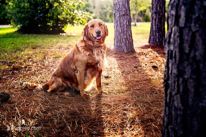 Ali – Golden Retriever puppy for sale in Buna, TX