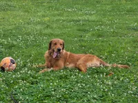 Cooper, a male Golden Retriever for sale in Buna, TX – 2 of 2