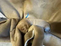 Mr. Blue, a male Golden Retriever for sale in Buna, TX – Photo 2 of 2