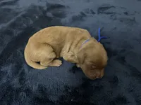 Mr. Blue, a male Golden Retriever for sale in Buna, TX – Photo 1 of 2