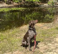 Ace, a male German Shorthaired Pointer for sale in Buna, TX – Photo 3 of 3