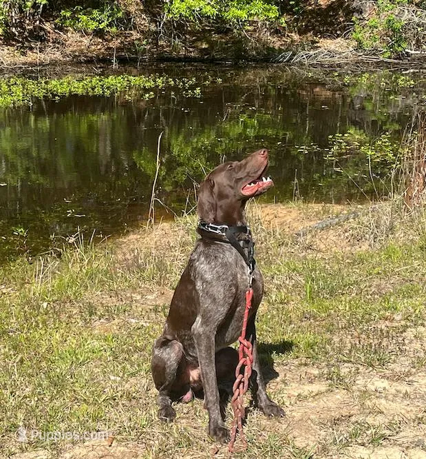 Ace – German Shorthaired Pointer puppy for sale in Buna, TX