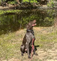 Ace, a male German Shorthaired Pointer for sale in Buna, TX – Photo 1 of 3