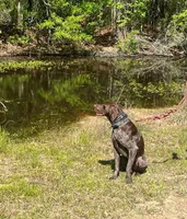 Ace, a male German Shorthaired Pointer for sale in Buna, TX – Photo 2 of 3