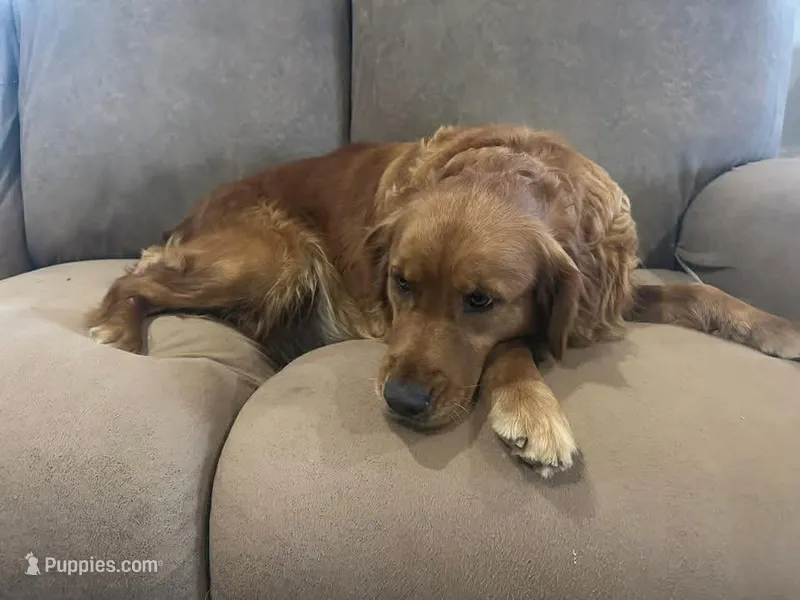 Mony – Golden Retriever puppy for sale in Buna, TX