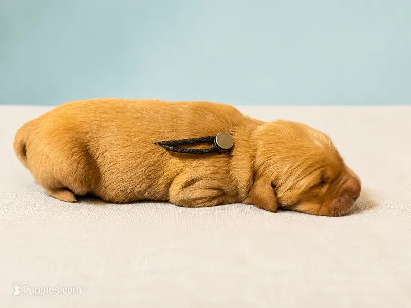 Mr. Black Golden Retriever – Golden Retriever puppy for sale in Buna, TX