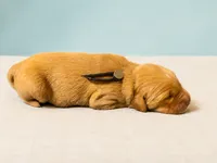 Mr. Black Golden Retriever, a female Golden Retriever for sale in Buna, TX – 1 of 4