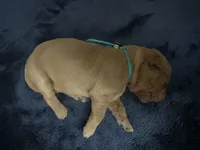 Mr. Turquoise, a male Golden Retriever for sale in Buna, TX – Photo 3 of 4