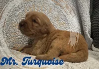 Mr. Turquoise, a male Golden Retriever for sale in Buna, TX – Photo 2 of 4