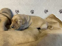 Mr. Turquoise, a male Golden Retriever for sale in Buna, TX – Photo 4 of 4