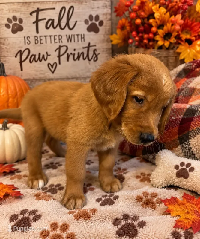 Mr. Orange Golden Retriever – Golden Retriever puppy for sale in Buna, TX