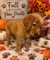 Mr. Orange Golden Retriever, a male Golden Retriever for sale in Buna, TX – 1 of 4