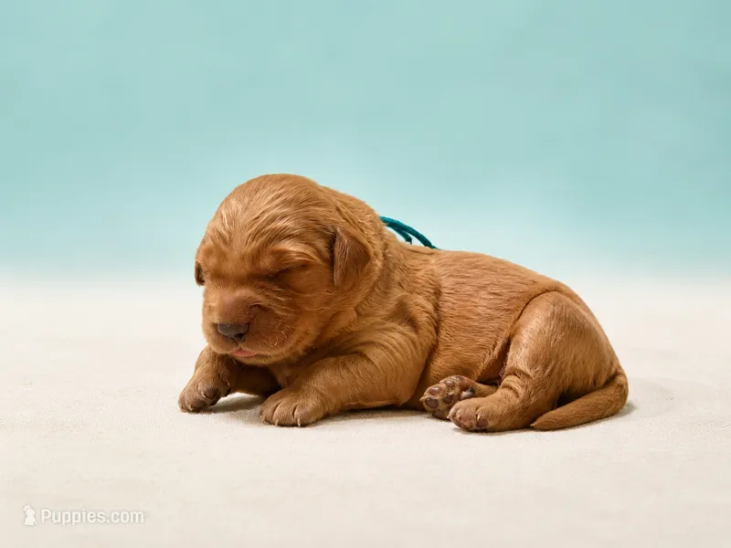 Mr. Turquoise Golden Retriever – Golden Retriever puppy for sale in Buna, TX