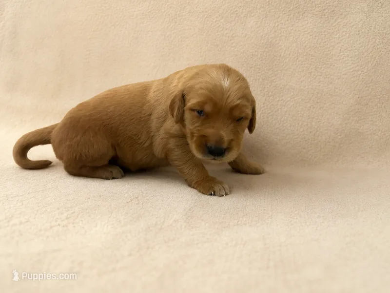 Mr. Blue Golden Retriever – Golden Retriever puppy for sale in Buna, TX