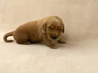 Mr. Blue Golden Retriever, a male Golden Retriever for sale in Buna, TX – 3 of 4