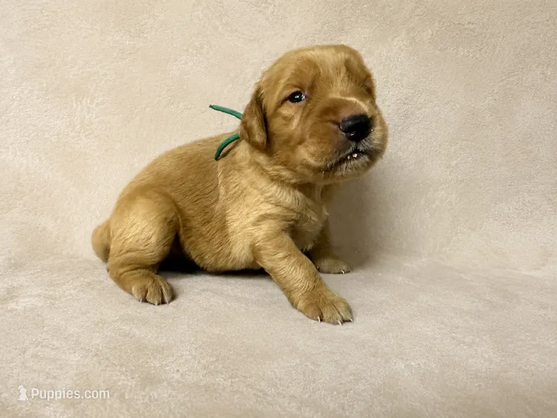 Mr. Turquoise Golden Retriever – Golden Retriever puppy for sale in Buna, TX
