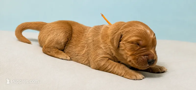 Mr. Orange Golden Retriever – Golden Retriever puppy for sale in Buna, TX