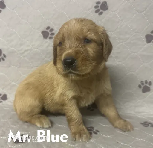 Mr. Blue Golden Retriever – Golden Retriever puppy for sale in Buna, TX