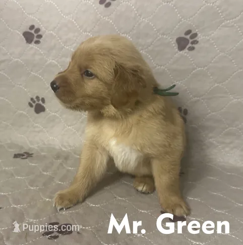 Mr. Green Golden Retriever – Golden Retriever puppy for sale in Buna, TX