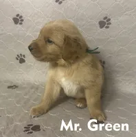 Mr. Green Golden Retriever, a male Golden Retriever for sale in Buna, TX – 3 of 5