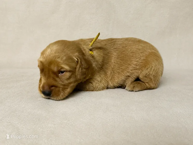 Mr. Yellow Golden Retriever – Golden Retriever puppy for sale in Buna, TX
