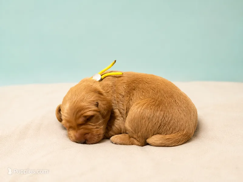 Mr. Yellow Golden Retriever – Golden Retriever puppy for sale in Buna, TX