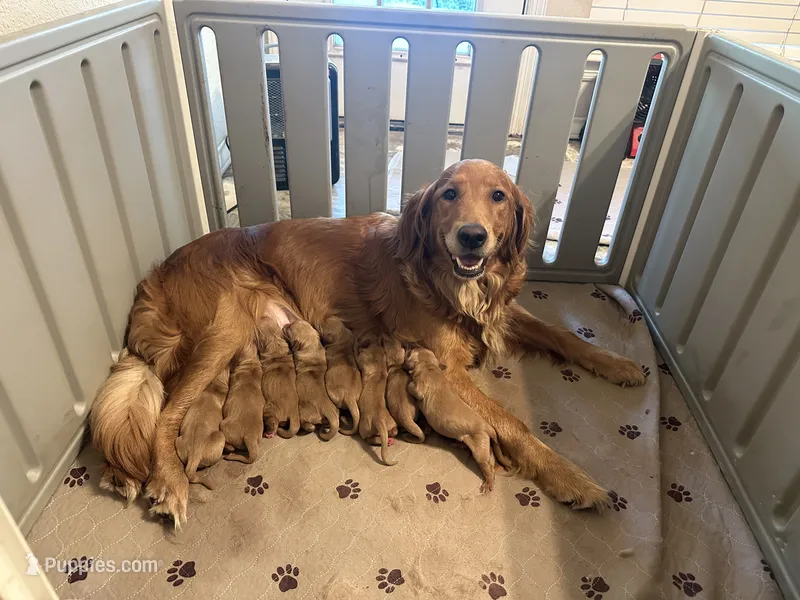 Male 3 Golden Retriever – Golden Retriever puppy for sale in Buna, TX
