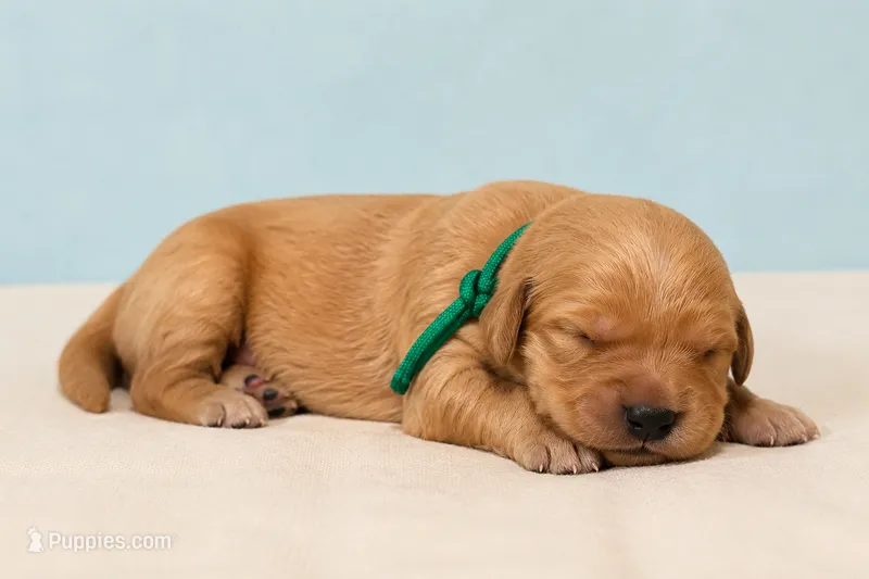 Mr. Green Golden Retriever – Golden Retriever puppy for sale in Buna, TX
