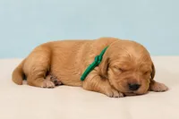 Mr. Green Golden Retriever, a male Golden Retriever for sale in Buna, TX – 1 of 1
