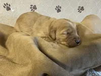 Mr. Purple, a male Golden Retriever for sale in Buna, TX – Photo 3 of 3