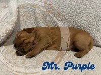 Mr. Purple, a male Golden Retriever for sale in Buna, TX – Photo 1 of 3