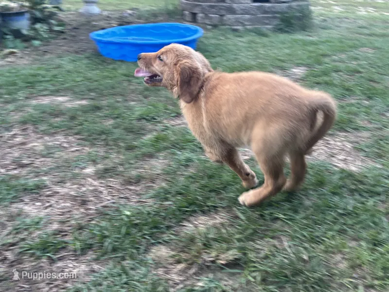 Mr. Blue Golden Retriever – Golden Retriever puppy for sale in Buna, TX