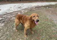 Female Golden Retriever, a female Golden Retriever for sale in Buna, TX – 2 of 2