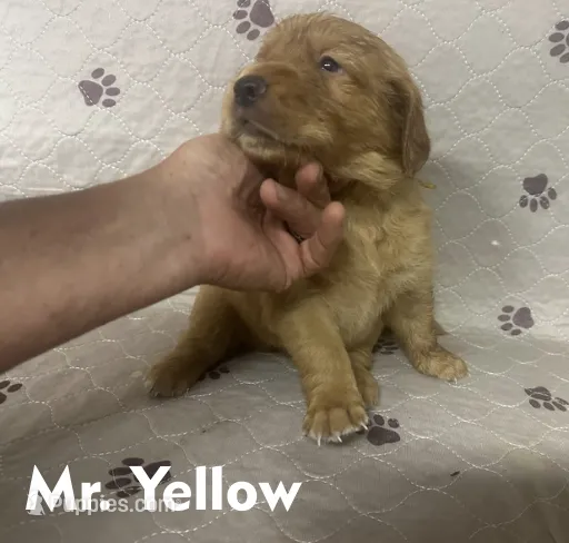 Mr. Yellow Golden Retriever – Golden Retriever puppy for sale in Buna, TX