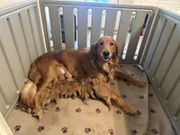 Ms. Pink Golden Retriever, a female Golden Retriever for sale in Buna, TX – 2 of 4