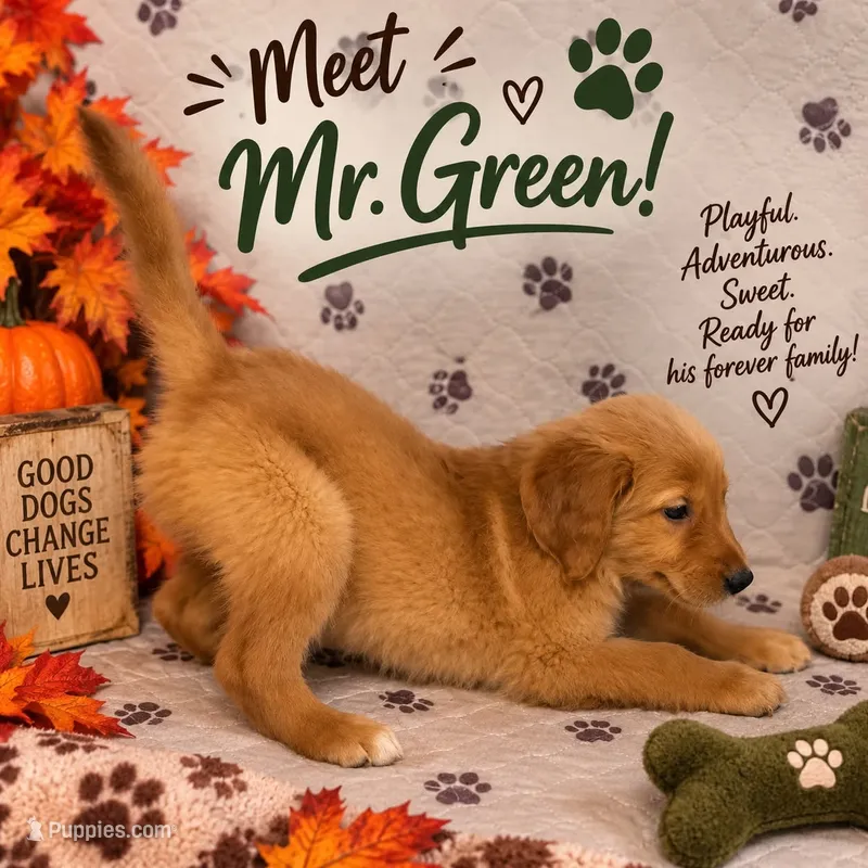 Mr. Green Golden Retriever – Golden Retriever puppy for sale in Buna, TX