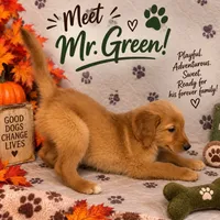 Mr. Green Golden Retriever, a male Golden Retriever for sale in Buna, TX – 1 of 5