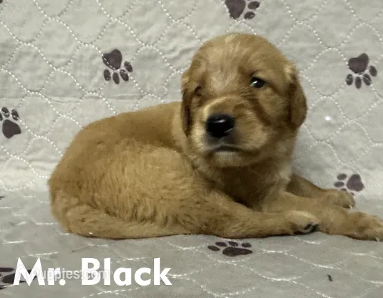 Mr. Black Golden Retriever – Golden Retriever puppy for sale in Buna, TX