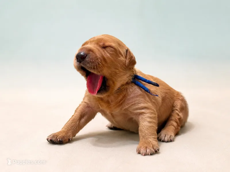 Mr. Blue Golden Retriever – Golden Retriever puppy for sale in Buna, TX