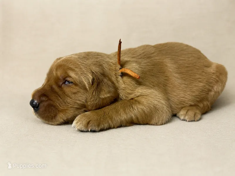 Mr. Orange Golden Retriever – Golden Retriever puppy for sale in Buna, TX