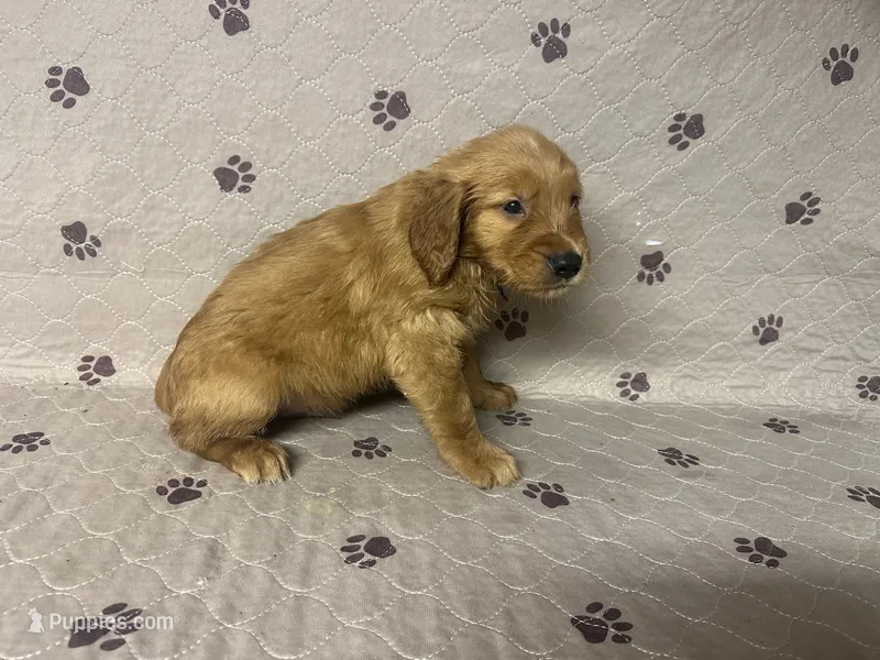 Mr. Blue Golden Retriever – Golden Retriever puppy for sale in Buna, TX