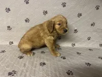 Mr. Blue Golden Retriever, a male Golden Retriever for sale in Buna, TX – 1 of 4