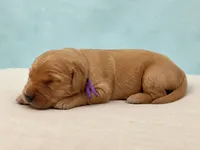 Mr. Purple Golden Retriever, a male Golden Retriever for sale in Buna, TX – 1 of 2