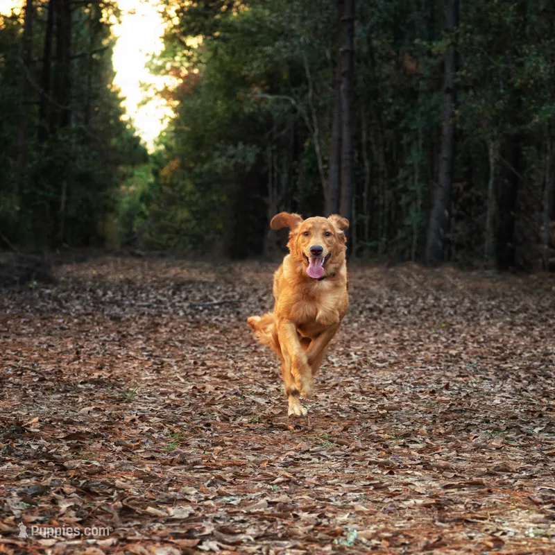 Male Golden Retriever – Golden Retriever puppy for sale in Buna, TX