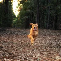 Male Golden Retriever, a female Golden Retriever for sale in Buna, TX – 1 of 2