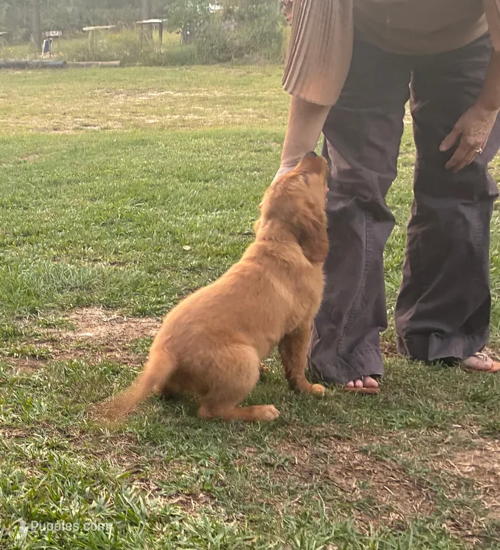 Mr. Green Golden Retriever – Golden Retriever puppy for sale in Buna, TX