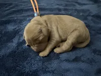 Ms. Orange, a female Golden Retriever for sale in Buna, TX – Photo 1 of 2