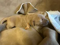 Ms. Orange, a female Golden Retriever for sale in Buna, TX – Photo 2 of 2