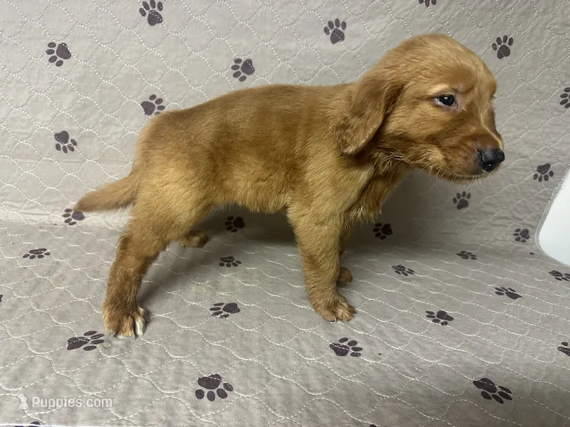 Mr. Orange Golden Retriever – Golden Retriever puppy for sale in Buna, TX