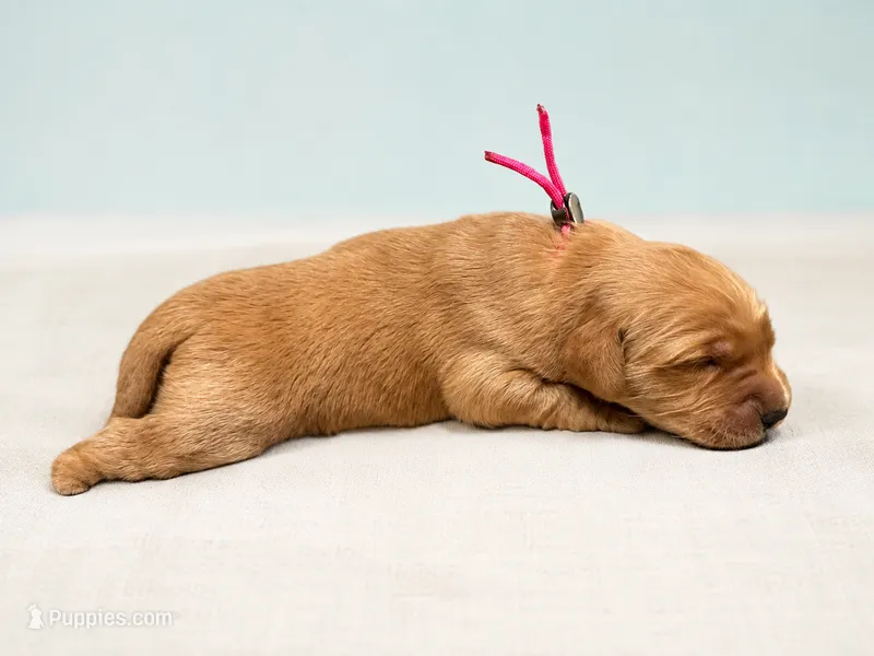 Ms. Pink Golden Retriever – Golden Retriever puppy for sale in Buna, TX